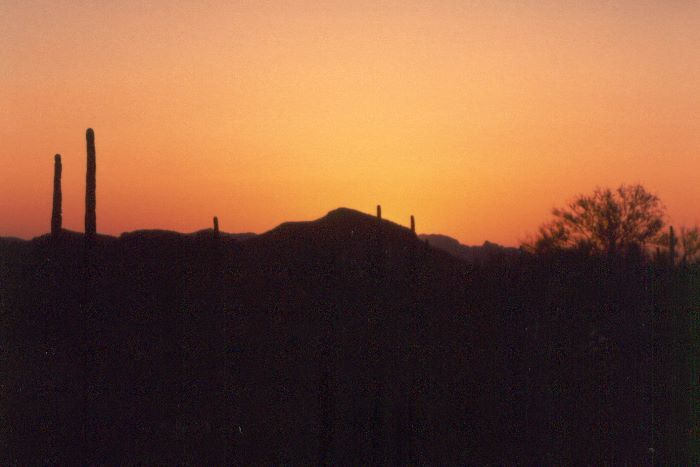 ../Images/190.Organ Pipe Cactus Natl. Mon.jpg